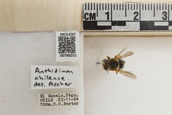 Media type: image;   Entomology 788251 Aspect: Labels